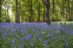 Bluebells_Wombwell_Woods