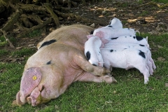 FEEDING-TIME-by-Harry-Watson