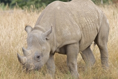 RHINOCEROS-by-Harry-Watson