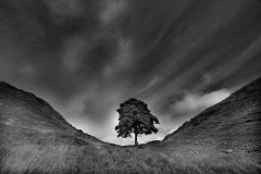 8Sycamore-gap