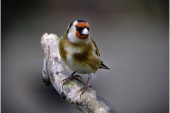9 GOLDFINCH by Jeff Moore