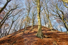 Bradfield-Wood
