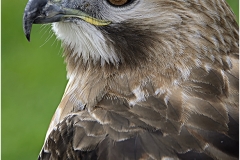 D I'M KEEPING AN EYE ON YOU by Jeff Moore