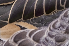 DUCK-FEATHERS-DETAIL-by-Jeff-Moore