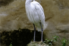 GREAT WHITE EGRET STANDING GUARD by Jeff moore
