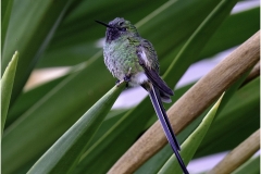 JUNIVILE HUMMINGBIRD by Jeff Moore