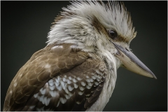 KOOKABURRA by Jeff Moore