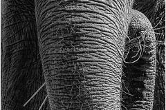 MUNCING-ELEPHANT-by-Jeff-Moore