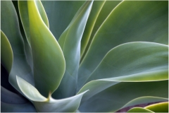 SHADES-OF-GREEN-by-Jeff-Moore