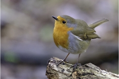 YOUNG ROBIN by Jeff Moore