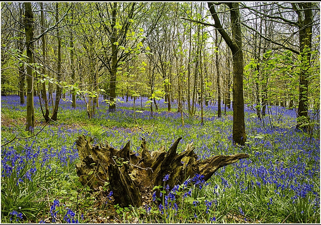 Woodland Spring Time by Bob Harper