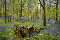 Woodland Spring Time by Bob Harper