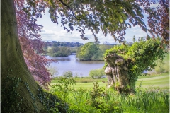 Lakeside View by Bob Harper
