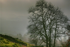 Tree in the Morning Mist by Jeff Moore