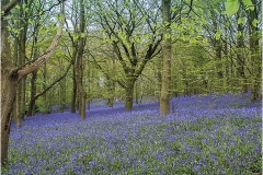 Wonder of Spring by Bob Harper