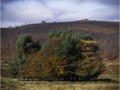 Autmn Copse by Jeff Moore
