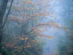 A Misty Morning Walk by Robert Bishop