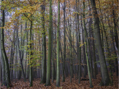 Autumn Wood by Jeff Moore