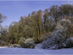 Winter Trees by Jeff Moore