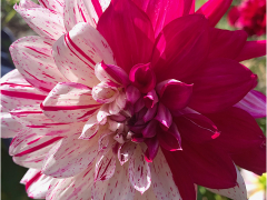 Half and Half Dahlia by Jeff Moore