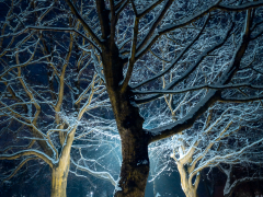 Winter Wonderland by Robert Bishop
