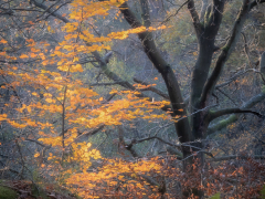 Autumn Colours at Padley Gorge by Robert Bishop