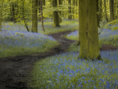 Spring Has Sprung by Robert Bishop