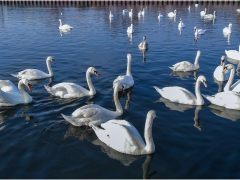 Swans by Dave Rippon