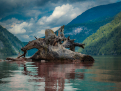 Tree Stump at the Konigsee by Robert Bishop