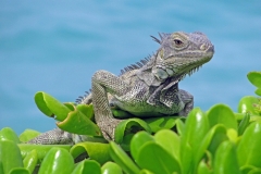Lizard by Helen Cleary