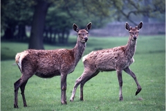 Deers by Bob Harper