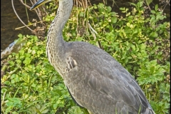 Young Grey Heron by Roy Llloyd