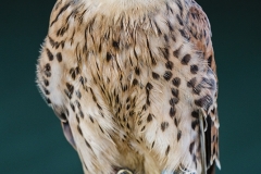 Falcon by Bob Harper