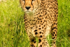 Cheetah by Tom Allison