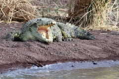 Crocodile by Willem Van Herp
