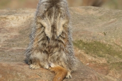 Meerkat by Willem Van Herp