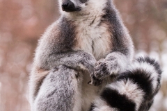 Ring Tailed Lemur by Tom Allison