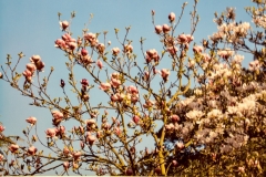 Spring Blossom by Glyn Tattersall