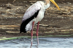 Yellow-Billed Stork by Willem Van Herp