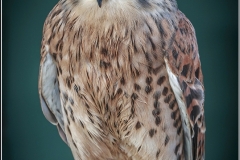 Falcon by Bob Harper
