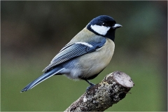 Blue Tit by Phil Holmes