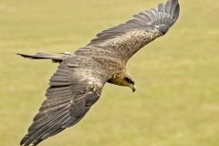 Harris Hawk in Flight by Roy Lloyd
