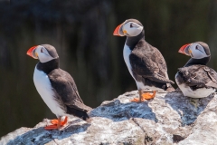 Puffins by Tom Allison