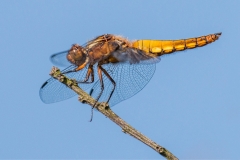 Female Broad Bodied Chaser by Tom Allison