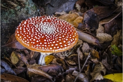 Fly Agaric by Bob Harper