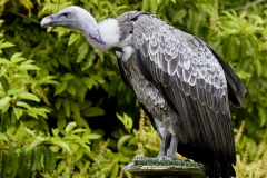 Griffon Vulture by Phil Holmes