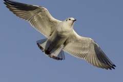 Gull by Jeff Moore