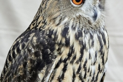 Long Eared Owl by Phil Holmes