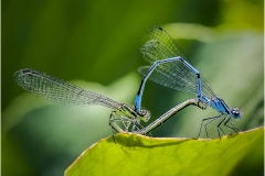 Mating Damselflies by Bob Harper