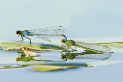 Mating Damselflies by Terri Thorpe